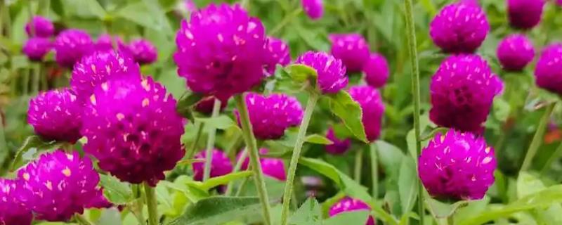 千日红怎么播种，与草木灰拌在一起撒播