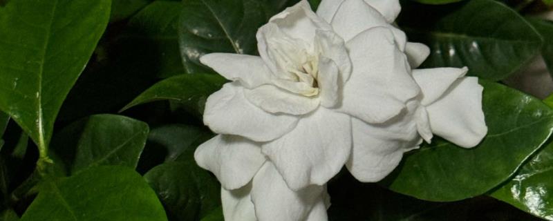 栀子花常见的病虫害，有红蜘蛛、蚧壳虫等