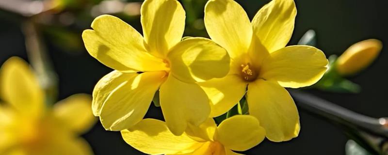 连翘和迎春花有什么区别，前者是连翘属、后者是素馨属