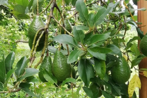 牛油果树适合在什么地方种植，适合种在暖和温润的地区