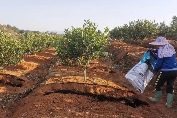 牛油果树适合在什么地方种植，适合种在暖和温润的地区