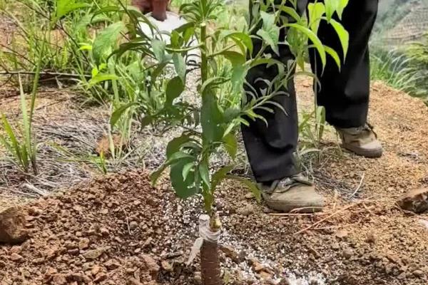 牛油果树适合在什么地方种植，适合种在暖和温润的地区