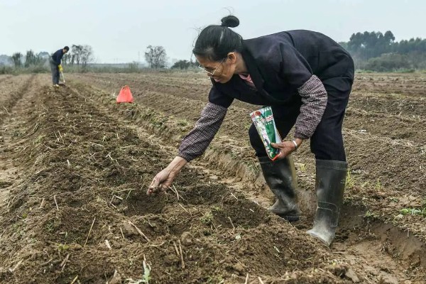 东北地区春玉米播种要点,要在5月20日前完成播种
