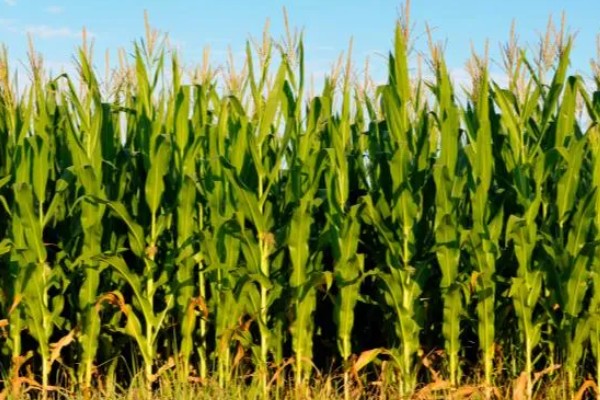 东北地区春玉米播种要点,要在5月20日前完成播种