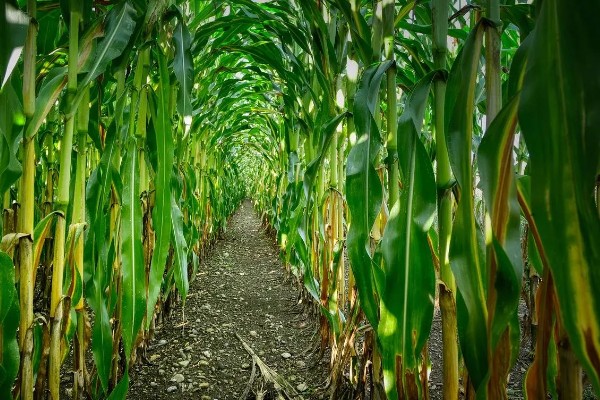 东北地区春玉米播种要点,要在5月20日前完成播种