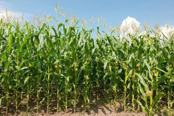 东北地区春玉米播种要点,要在5月20日前完成播种