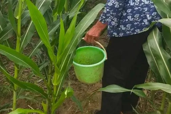 东北地区春玉米播种要点,要在5月20日前完成播种