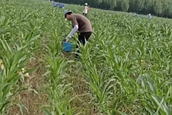 东北地区春玉米播种要点,要在5月20日前完成播种