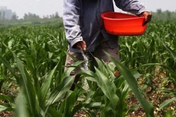 东北地区春玉米播种要点,要在5月20日前完成播种