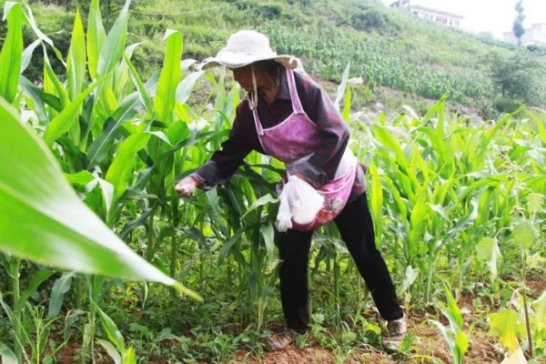 东北地区春玉米播种要点,要在5月20日前完成播种