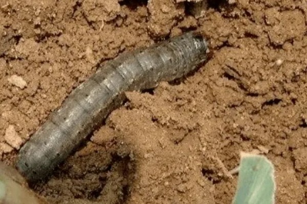露地冬瓜的株行距，株距0.5米、行距2-2.5米