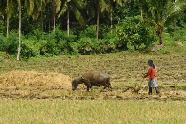 原始农业兴起有什么标志，包括作物种植、家畜饲养的出现等