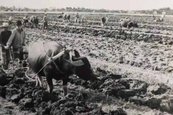 原始农业兴起有什么标志，包括作物种植、家畜饲养的出现等