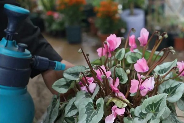 仙客来生虫子如何处理，出现蚜虫早期可喷施辣椒水