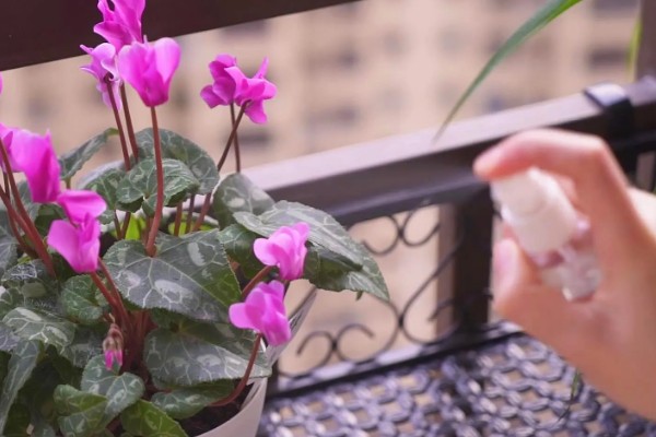 仙客来生虫子如何处理，出现蚜虫早期可喷施辣椒水