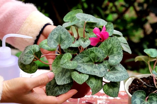 仙客来生虫子如何处理，出现蚜虫早期可喷施辣椒水