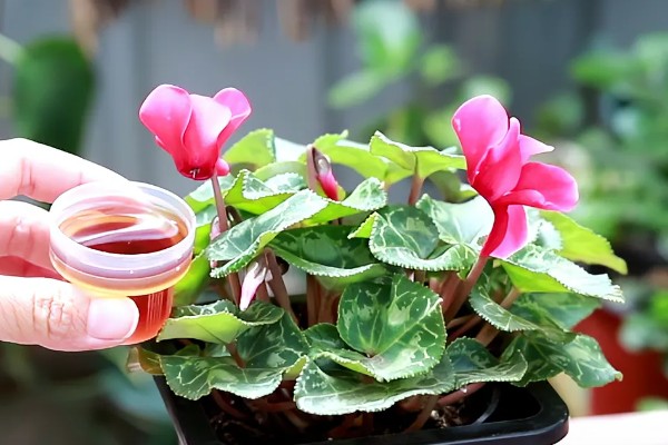 仙客来生虫子如何处理，出现蚜虫早期可喷施辣椒水