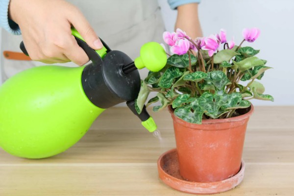 仙客来生虫子如何处理，出现蚜虫早期可喷施辣椒水