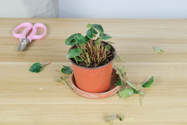 仙客来生虫子如何处理，出现蚜虫早期可喷施辣椒水