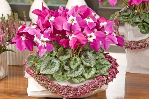 仙客来生虫子如何处理，出现蚜虫早期可喷施辣椒水