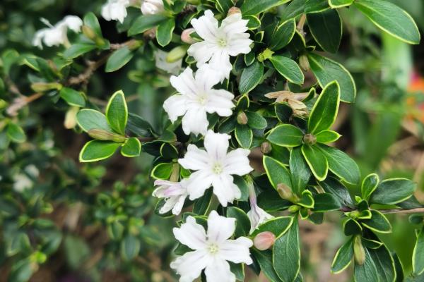 夏季有哪些开花的植物，有荷花、茉莉花等