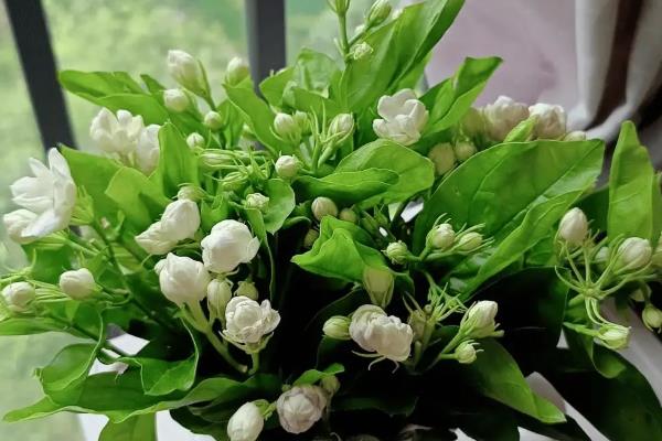 夏季有哪些开花的植物，有荷花、茉莉花等