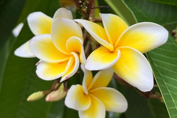 夏季有哪些开花的植物，有荷花、茉莉花等