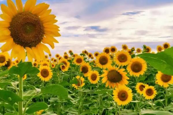 夏季有哪些开花的植物，有荷花、茉莉花等