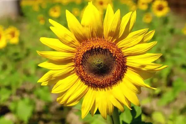 夏季有哪些开花的植物，有荷花、茉莉花等