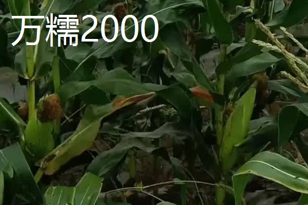 糯玉米的种植密度,春播每亩地种植3800-4000株