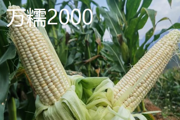糯玉米的种植密度,春播每亩地种植3800-4000株