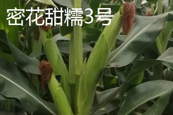 糯玉米的种植密度,春播每亩地种植3800-4000株