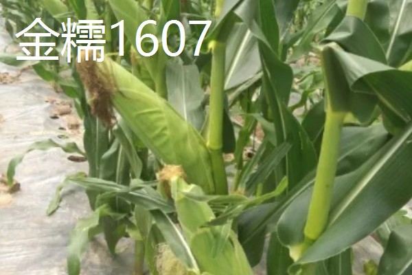 糯玉米的种植密度,春播每亩地种植3800-4000株
