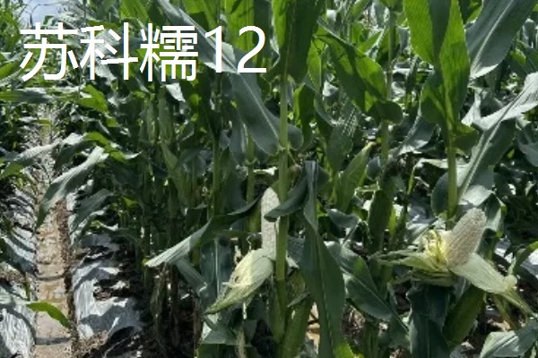 糯玉米的种植密度,春播每亩地种植3800-4000株
