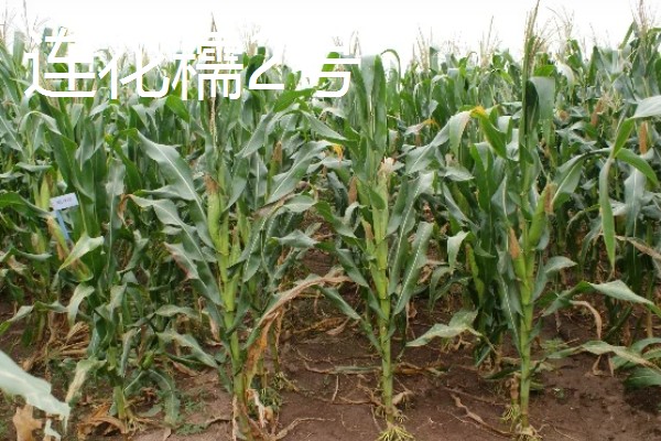 糯玉米的种植密度,春播每亩地种植3800-4000株