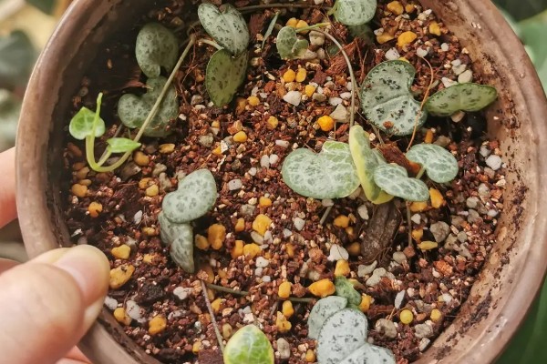 爱之蔓的繁殖方法，常用以下三种方式