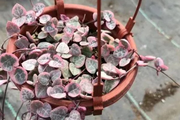 爱之蔓的繁殖方法，常用以下三种方式