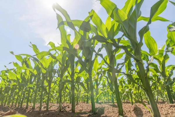 糯玉米的种植密度,春播每亩地种植3800-4000株