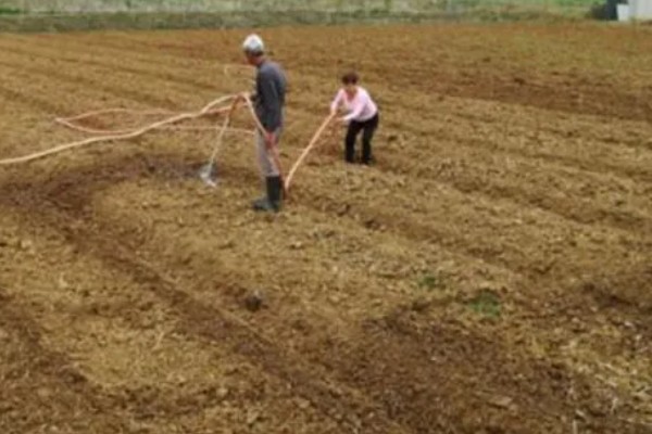 糯玉米的种植密度,春播每亩地种植3800-4000株