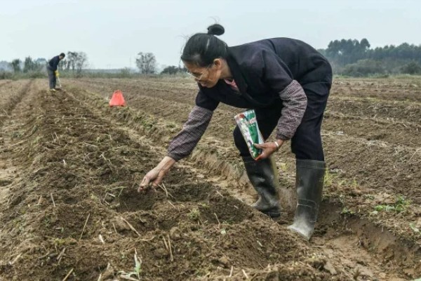糯玉米的种植密度,春播每亩地种植3800-4000株