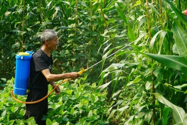 糯玉米的种植密度,春播每亩地种植3800-4000株