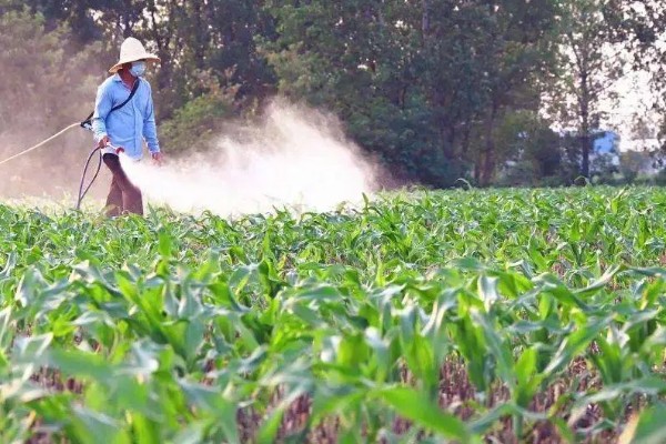 糯玉米的种植密度,春播每亩地种植3800-4000株