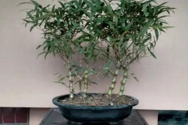 罗汉竹的养殖方法，每隔1-2年更换一次盆土