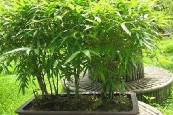罗汉竹的养殖方法，每隔1-2年更换一次盆土