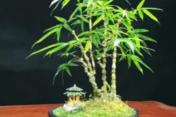 罗汉竹的养殖方法，每隔1-2年更换一次盆土