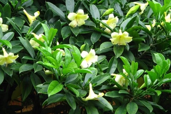 灰莉的根有没有毒，是没有任何毒性的