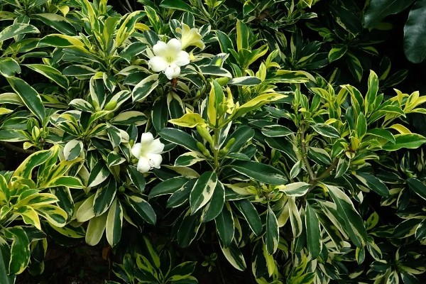 灰莉的根有没有毒，是没有任何毒性的