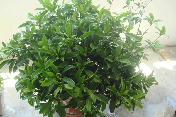 灰莉的根有没有毒，是没有任何毒性的