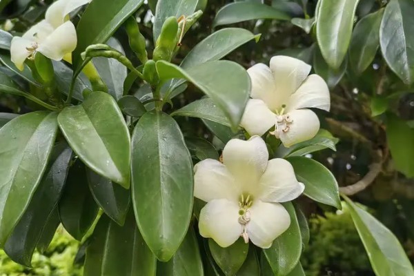 灰莉的根有没有毒，是没有任何毒性的