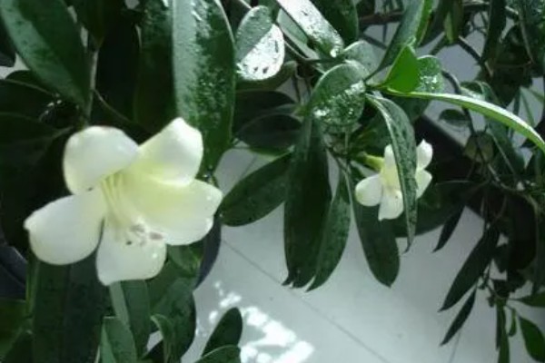 灰莉的根有没有毒，是没有任何毒性的